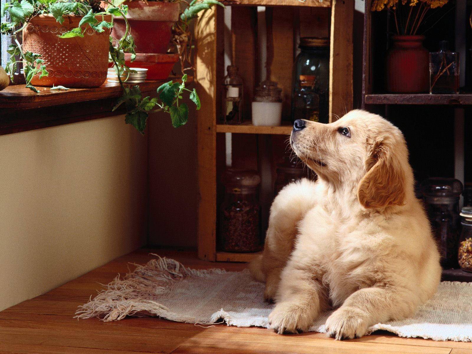 Собаки для квартиры: породы которые лучше завести
