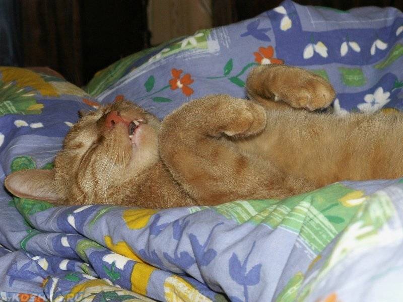 Что делать, если кошка будит ночью: советы, как отучить кота будить хозяев по ночам