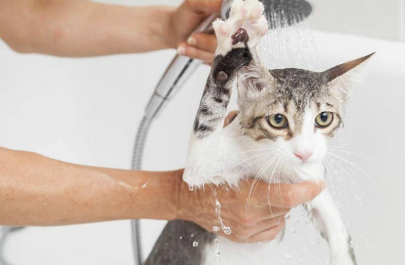Чем помыть кошку: обычным шампунем, мылом или специальным средством для ухода