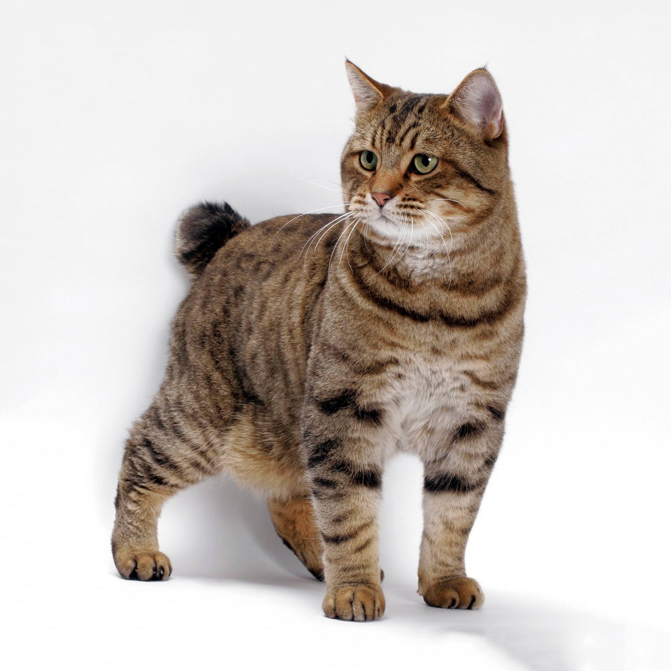 Кошка бобтейл: 135 фото породы и характеристика длинношерстного и короткошерстного вида