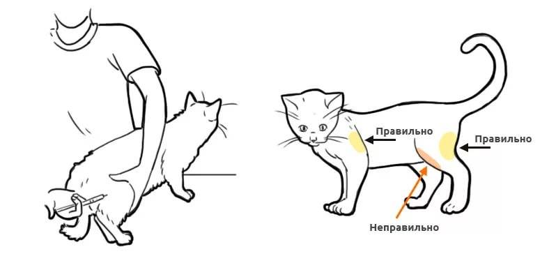 Обезвоживание у кошек - причины, симптомы, лечение обезвоживания у котов в москве. ветеринарная клиника "зоостатус"