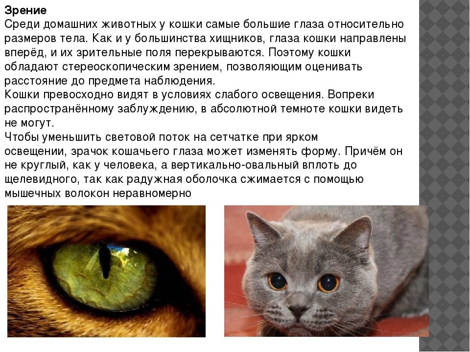 Как кошки видят наш и потусторонний мир, чем кошачье зрение отличается от зрительного восприятия людей?