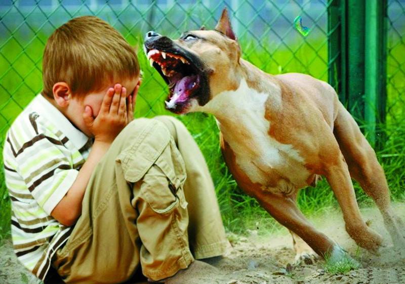 Как отучить щенка кусаться: советы опытных собаководов