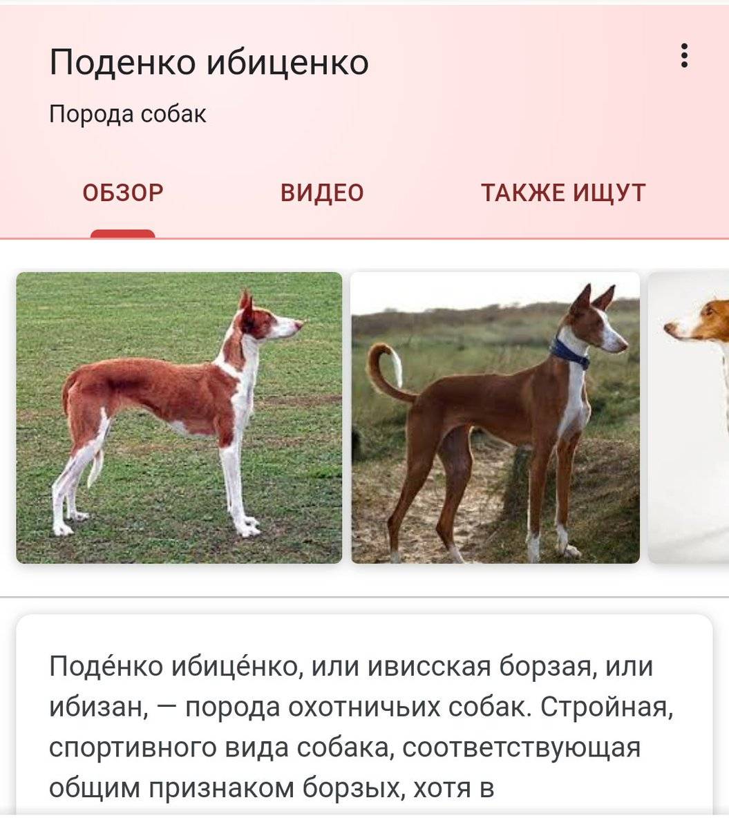 Поденко ибиценко (ивисская борзая) - описание породы собак, отзывы с фото | petguru