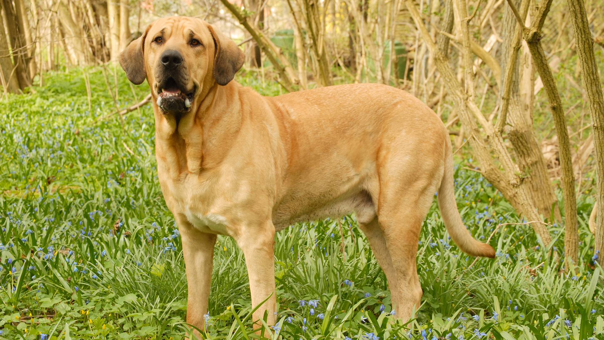 Бульмастиф: характеристики породы, фото собаки и правильный уход