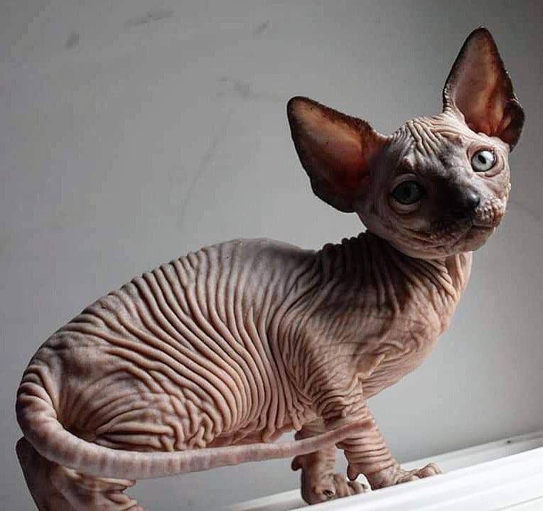 Кошка бамбино: характер и внешность питомца, содержание кота и уход за ним