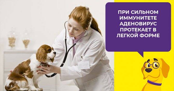 Инфекционные заболевания собак: описание, симптомы, лечение