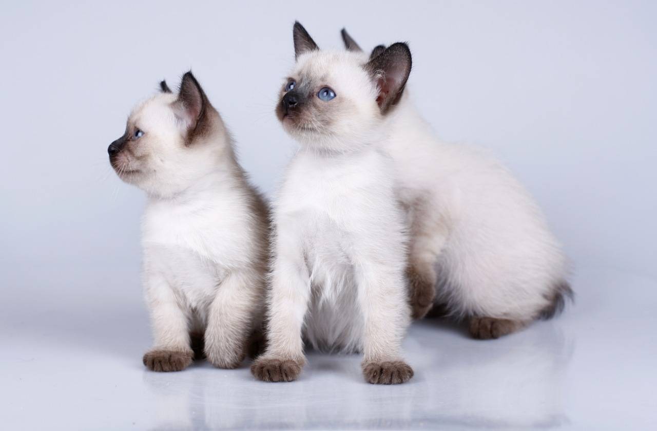 Курильский бобтейл: фото, описание породы кошек, характер, цена