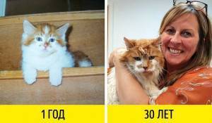 Топ 5 пород кошек, которые преданные своему хозяину не меньше, чем собаки - gafki.ru