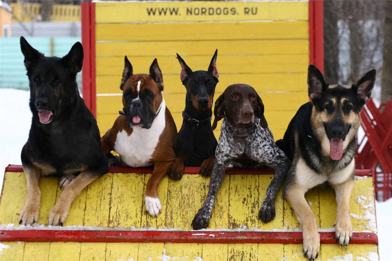 Самые умные породы собак с фото и описанием (топ 10)