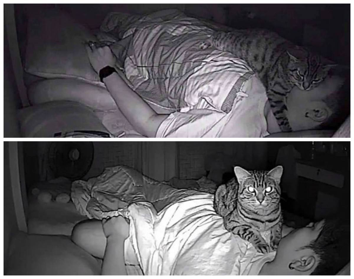 Как приучить кошку спать по ночам?