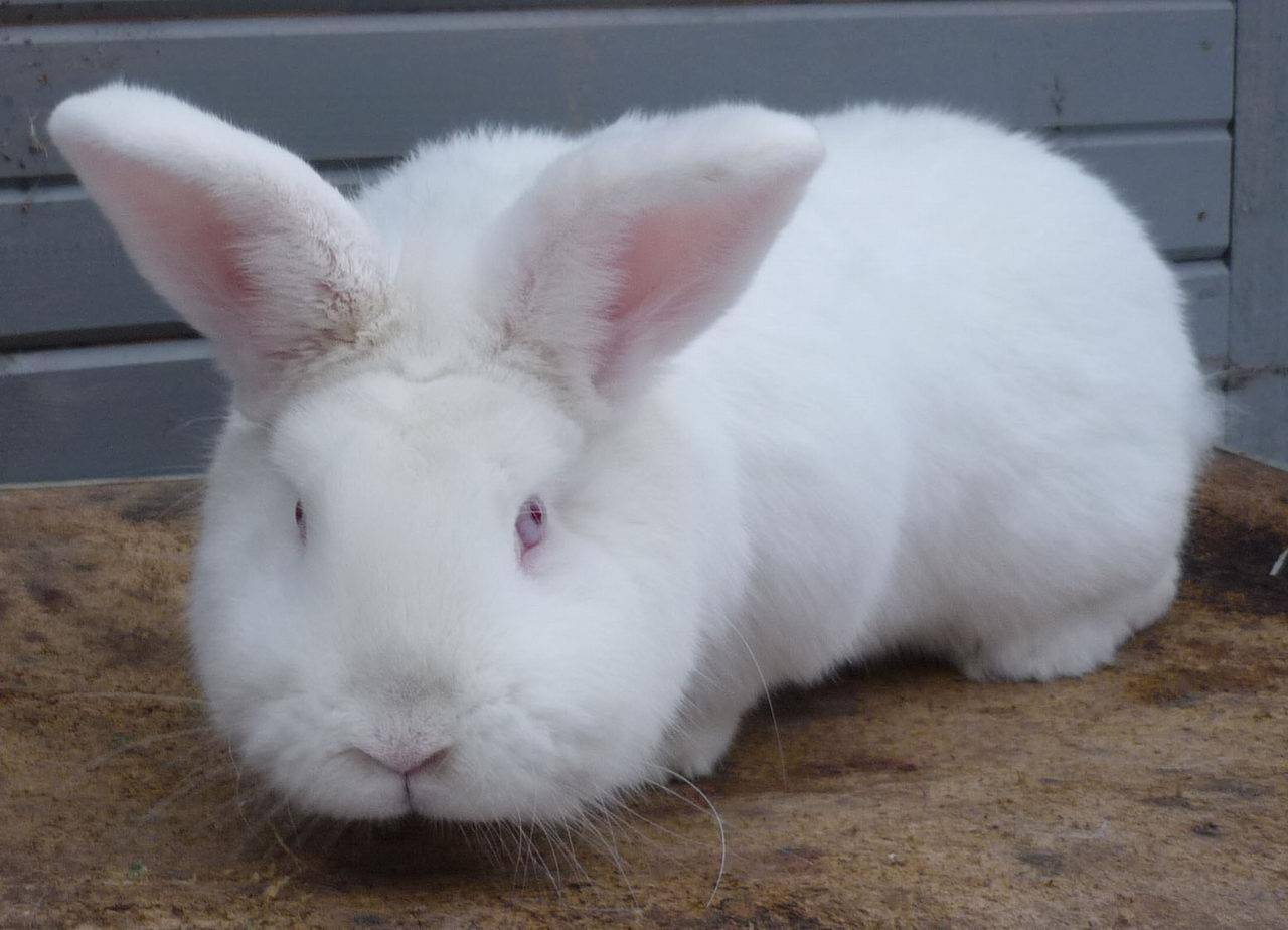 Порода кроликов белый великан: описание породы и виды, уход и разведение