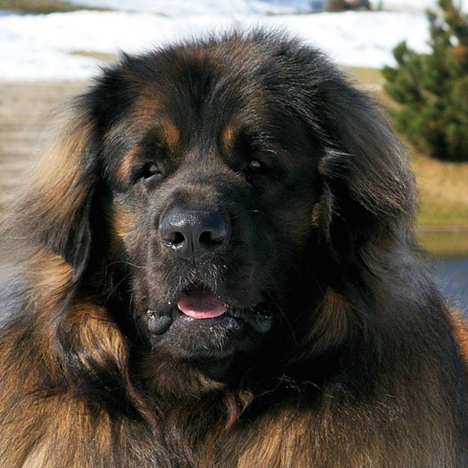 История собак леонбергеров, особенности внешности и характера породы