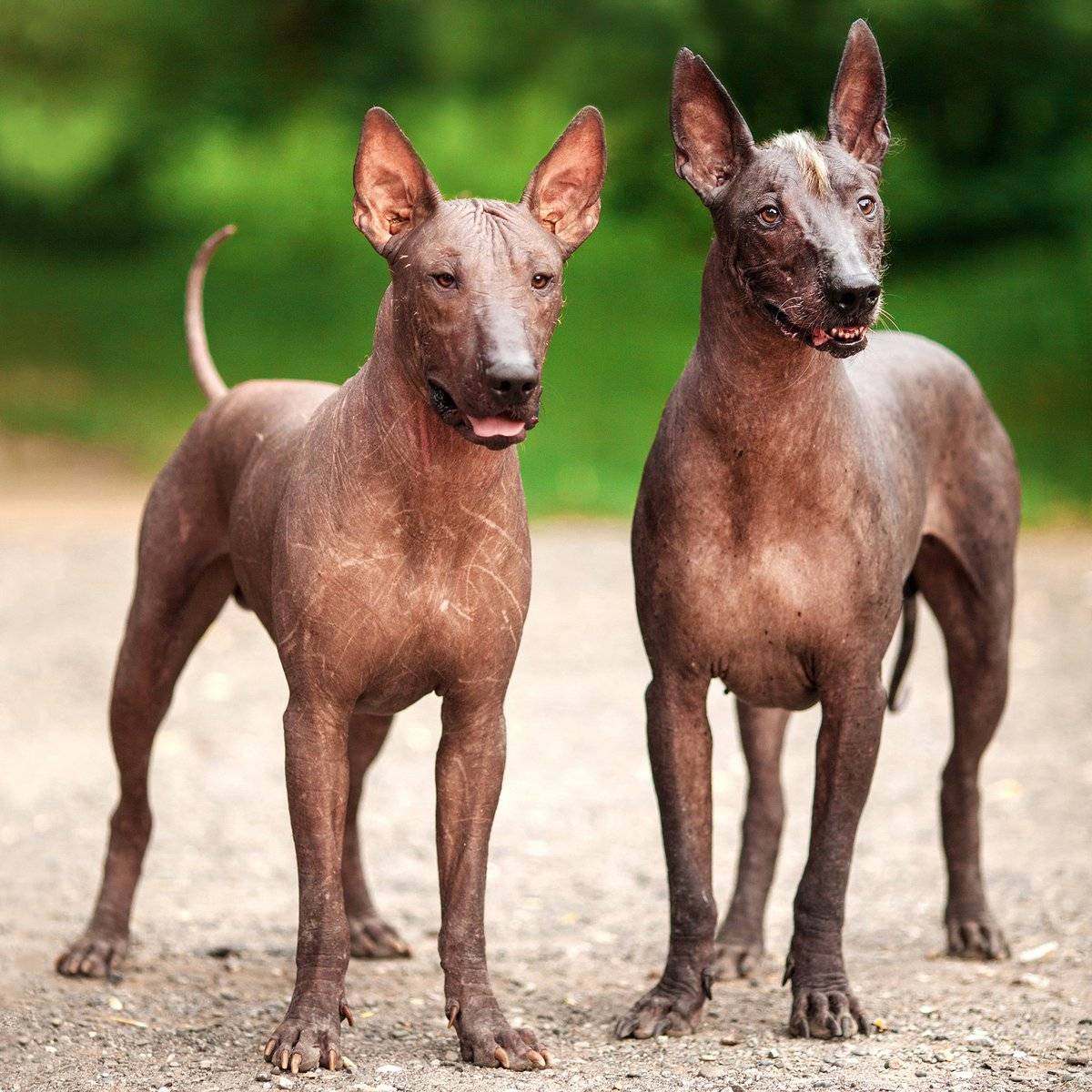 15 самых редких пород собак в мире: описание и стоимость щенков