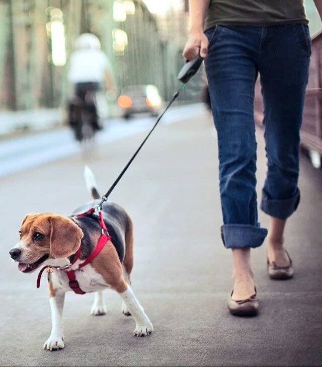 Как отучить собаку тянуть поводок на прогулке
