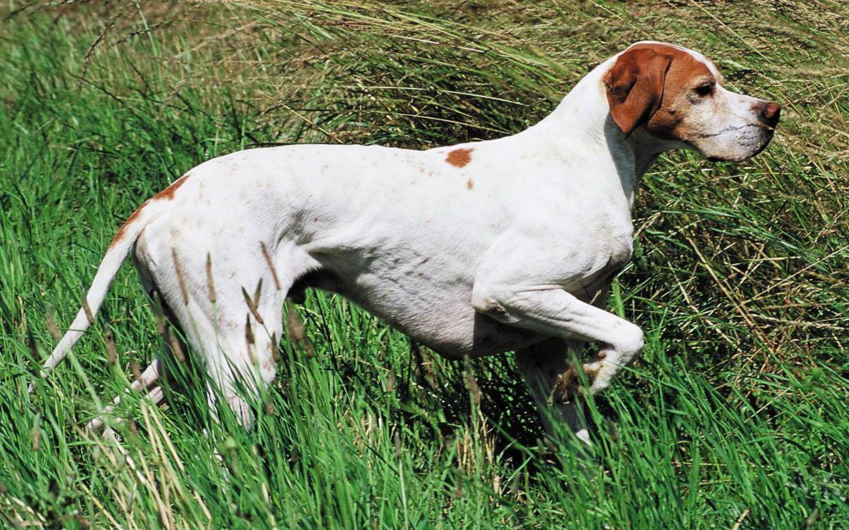 Английский пойнтер: описание и стандарт породы, отзывы и характеристика охотничьих собак, выбор щенка