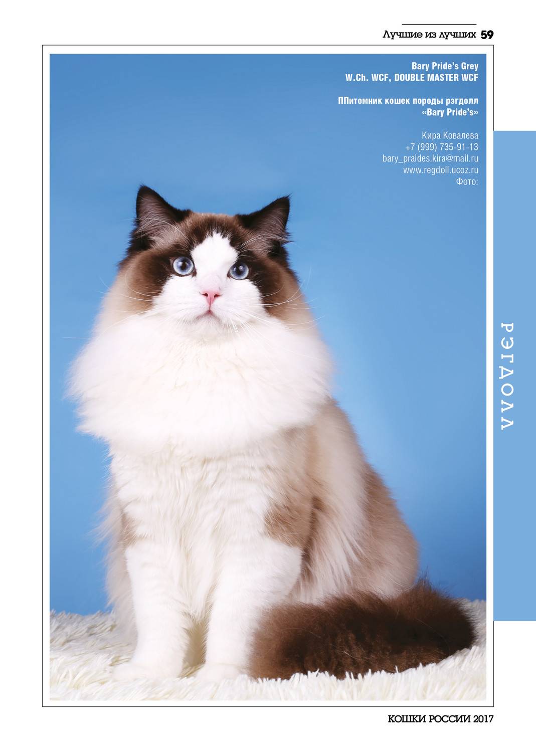 Рэгдолл кошка: описание породы и характера, особенности ухода, содержания, кормления