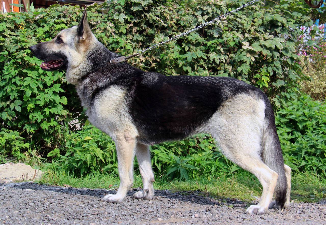 Восточноевропейская овчарка – фото собаки, описание породы, цена щенка