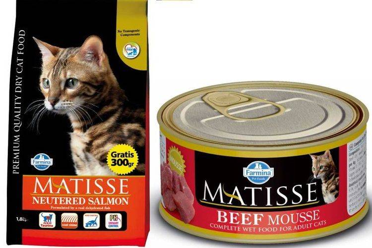 Рейтинг лучших кормов для котят разного класса: сухие корма и паучи – какой лучше выбрать