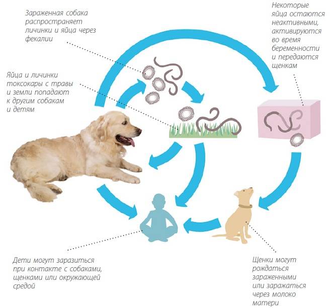 Передаются ли острицы от человека к человеку. Жизненный цикл глистов у собаки. Жизненный цикл гельминтов схема. Гельминты передающиеся от собак людям. Схема заражения глистами у собак.