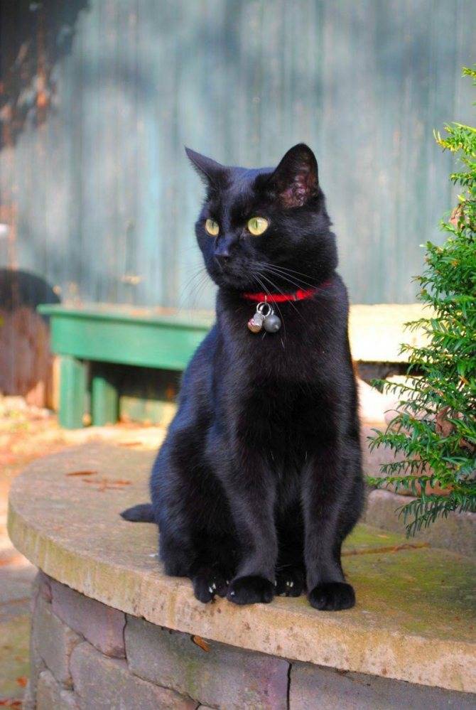 Кошка черная пантера: описание породы, характер, здоровье, особенности ухода