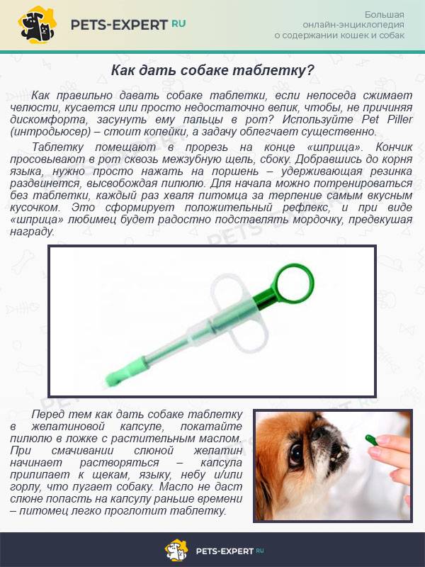 Как глистогонить кошку – способы введения препаратов, советы и рекомендации