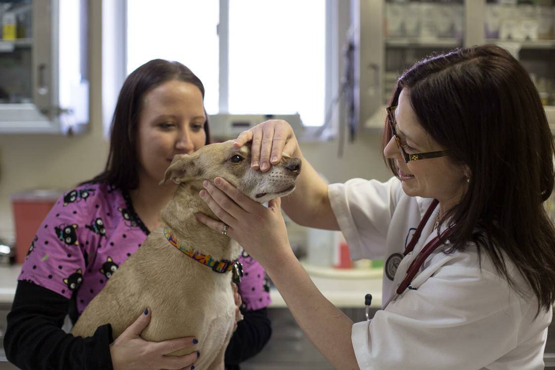 Ветеринарные клиники поддерживают девушек, которые хотят найти себя в науке