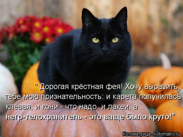 Черная кошка: приметы и суеверия