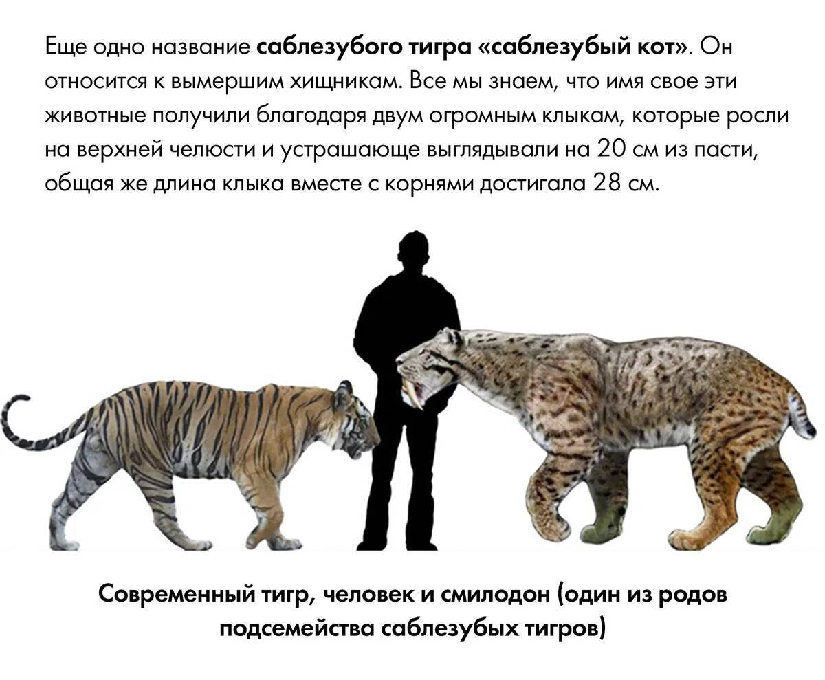 Редкие породы кошек, их описание и особенности | живность.ру