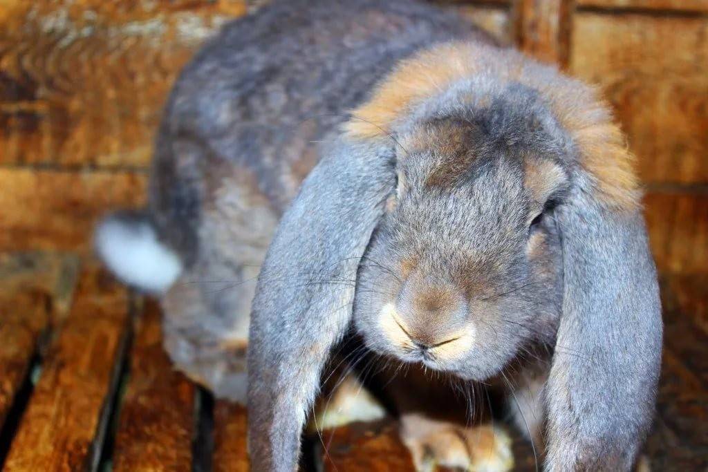 Особенности породы кроликов баран
