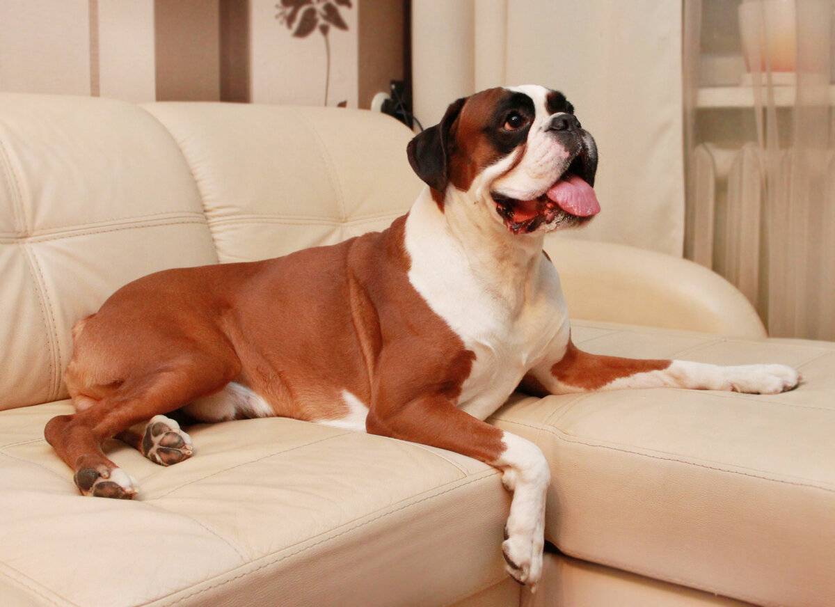 Породы собак для квартиры: топ 30 с фото и названиями