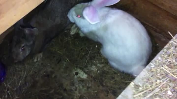 Спаривание кроликов — технология случки в домашних условиях