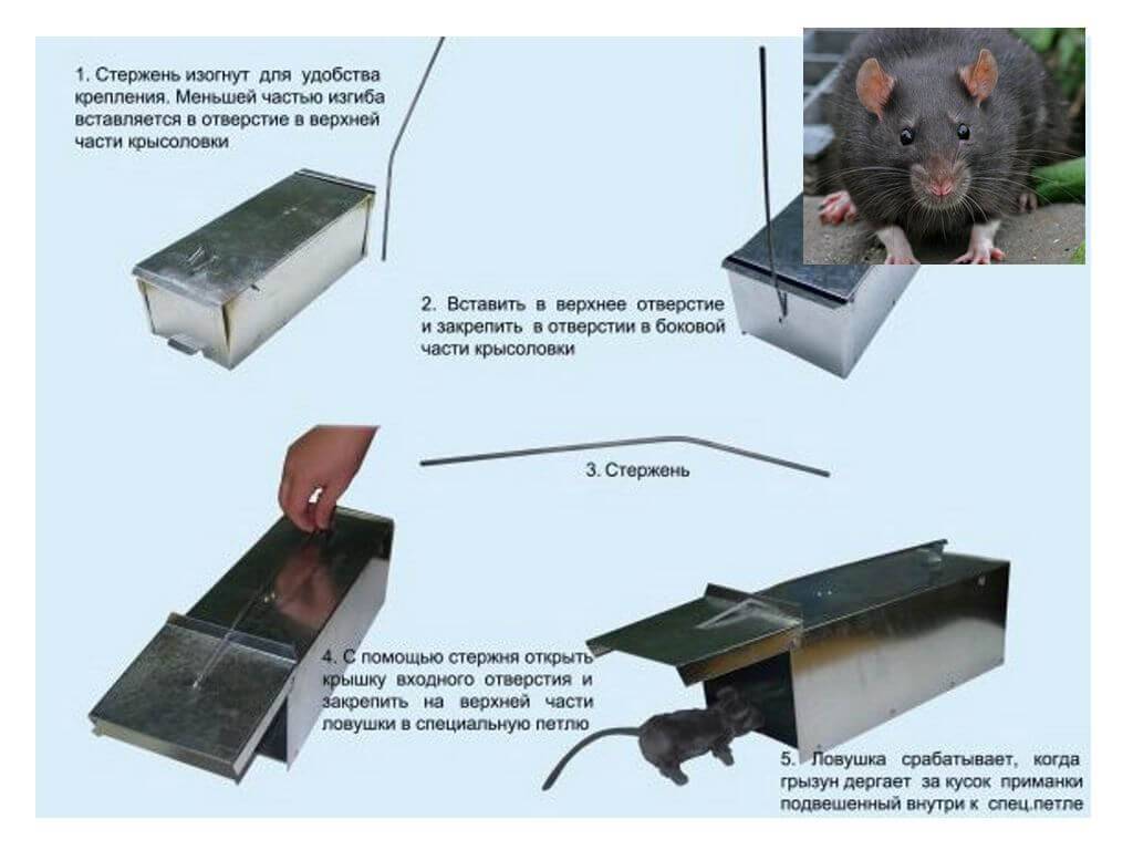 Электрические крысоловки: обзор лучших электронных ловушек для крыс и мышей и отзывы об их применении