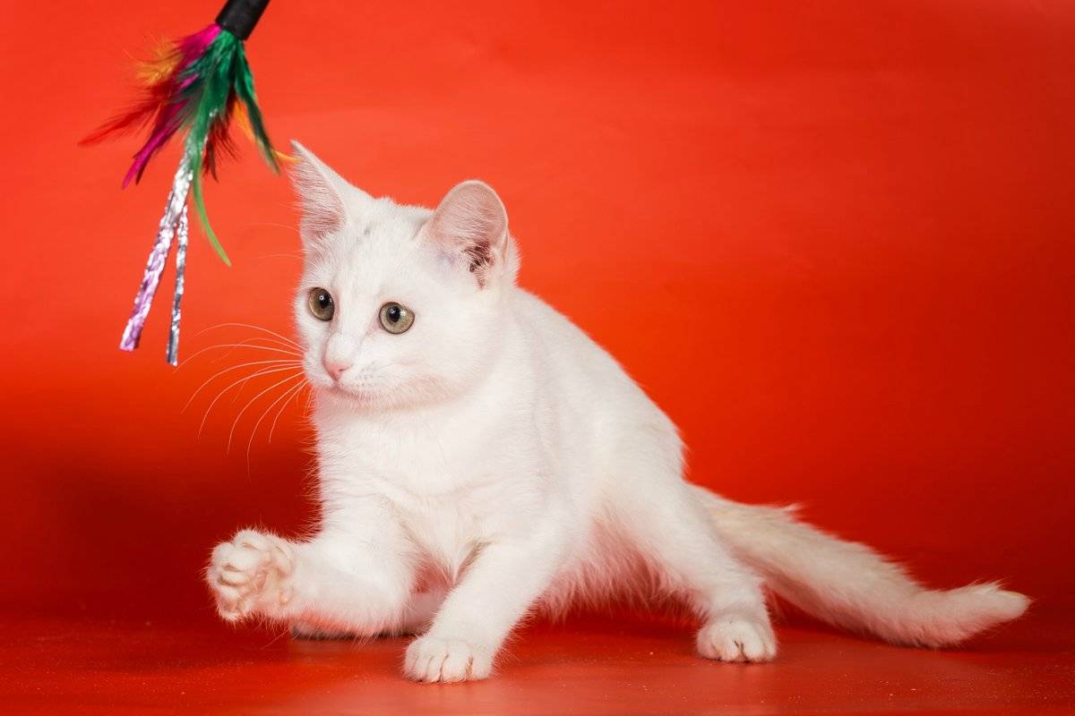 Анатолийские кошки: описание породы, особенности содержания