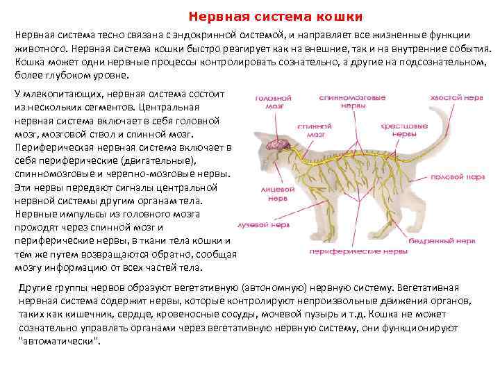 Потеют ли кошки и как часто: потовые железы у котов