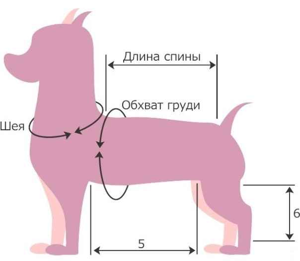 Одежда для собак: разновидности и особенности выбора