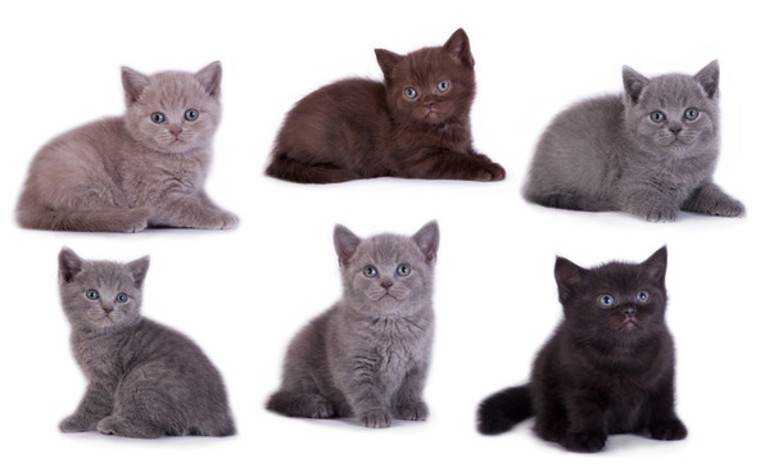 Британская кошка (короткошерстная) – описание породы и характера, уход и содержание, кормление