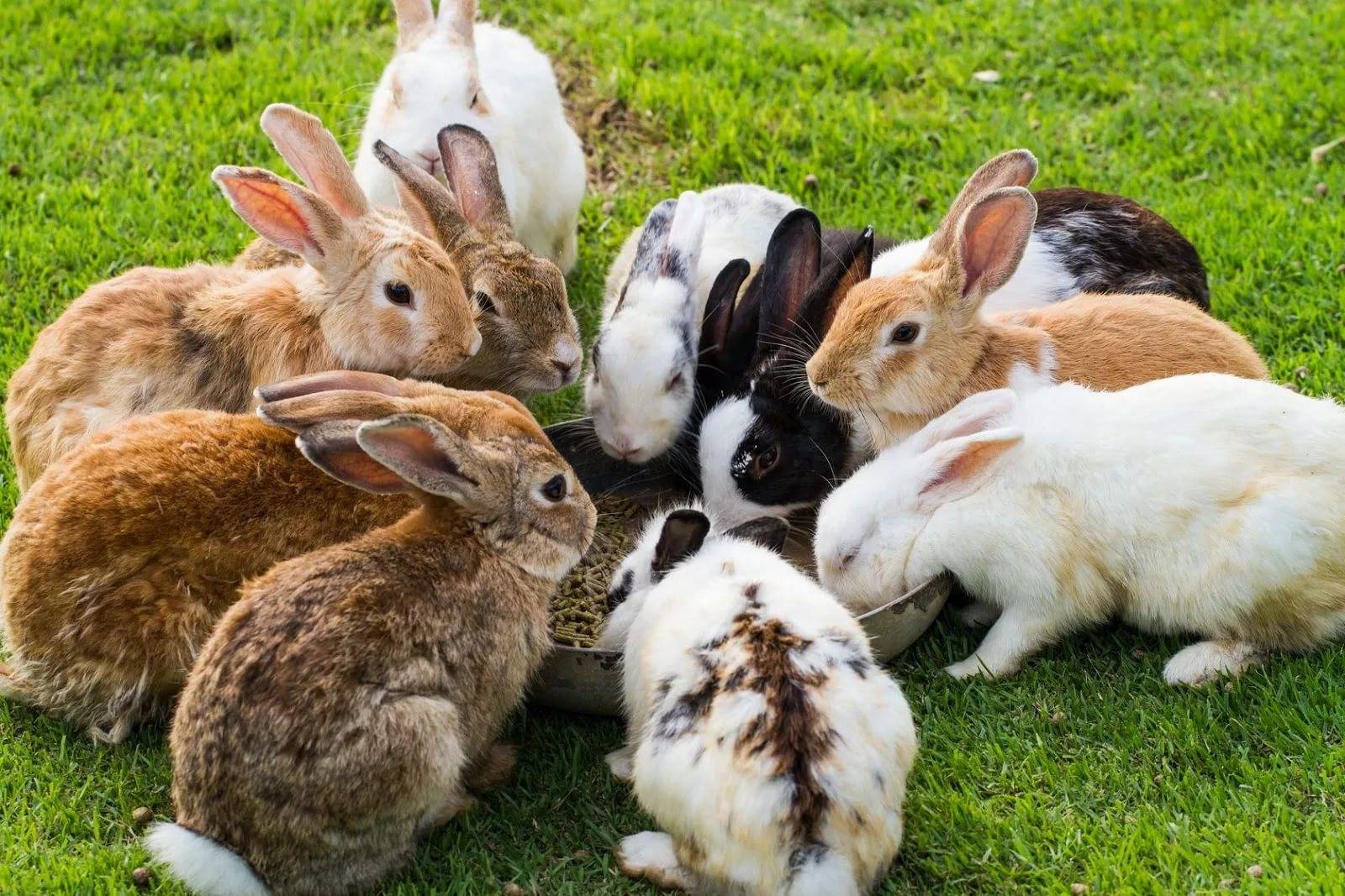 Факты о кроликах. кролики — интересные факты
