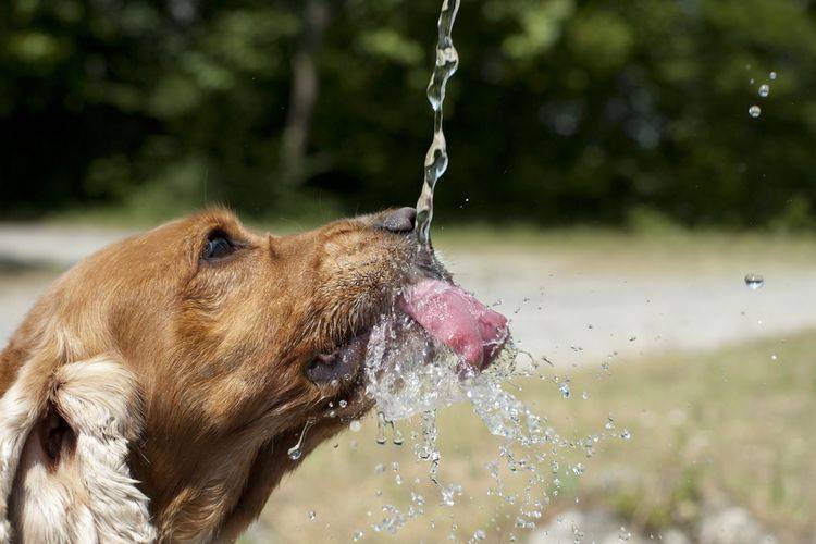 Почему собака пьет очень много воды? основные причины жажды у собак и тактика действий для владельцев животных. что делать, если пожилая собака начала много пить воды?