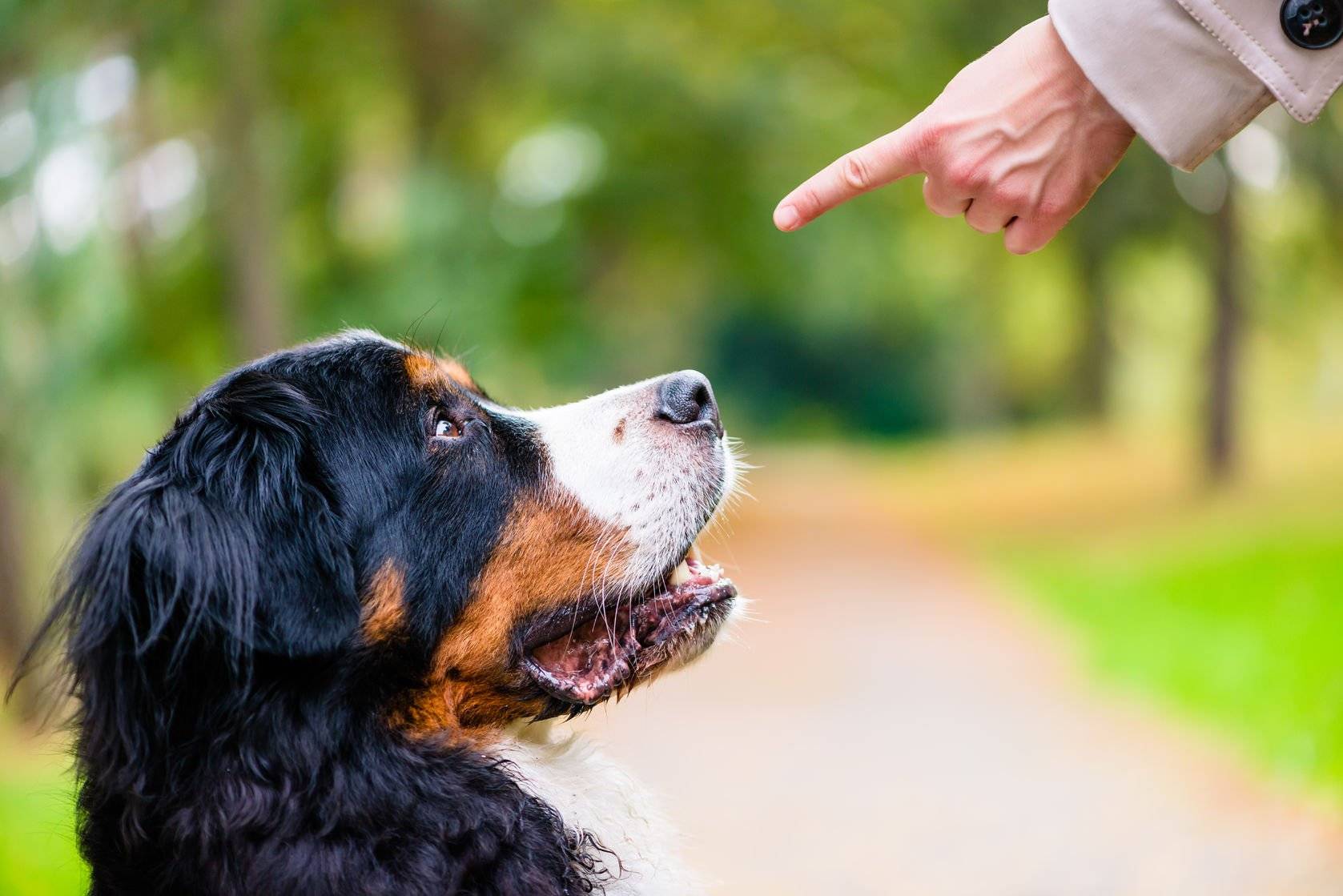Породы собак для начинающего владельца | hidogs.ru