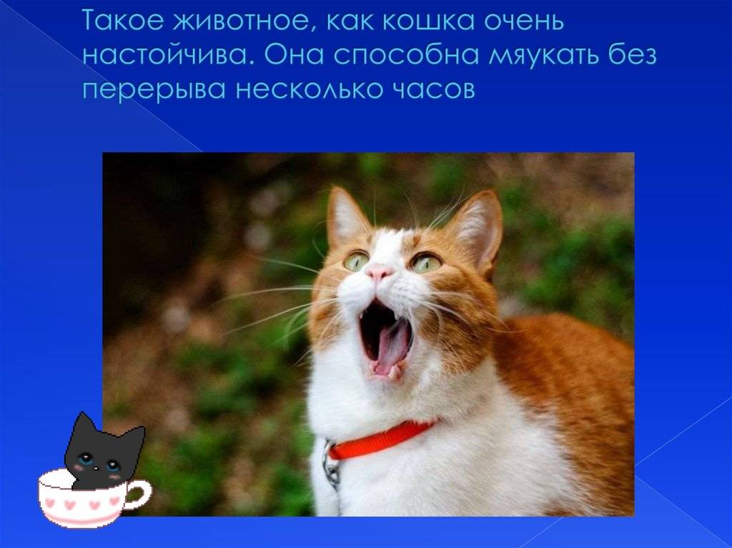 Почему кошка мяукает: характерные звуки + тревожные сигналы