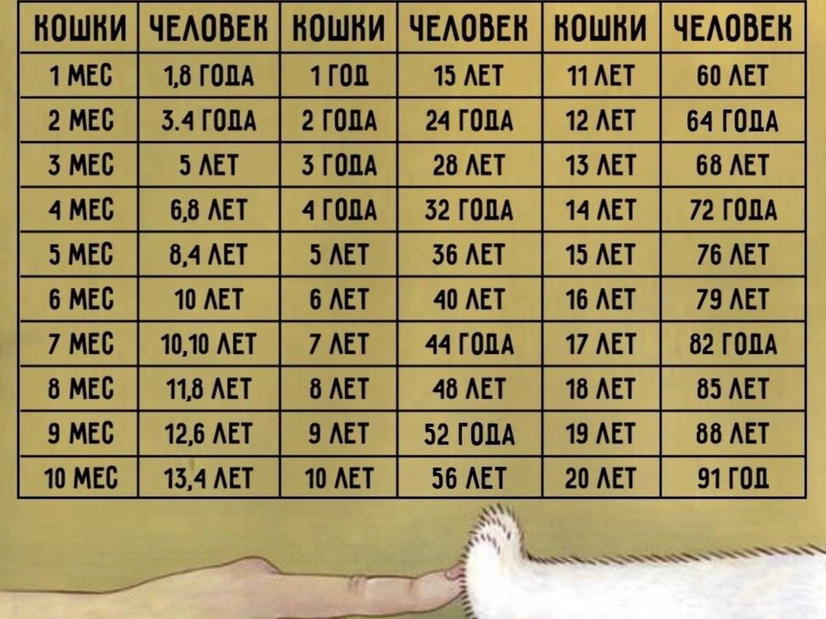 Возраст кошек и котов по человеческим меркам: таблица соотношения с человеком, как посчитать