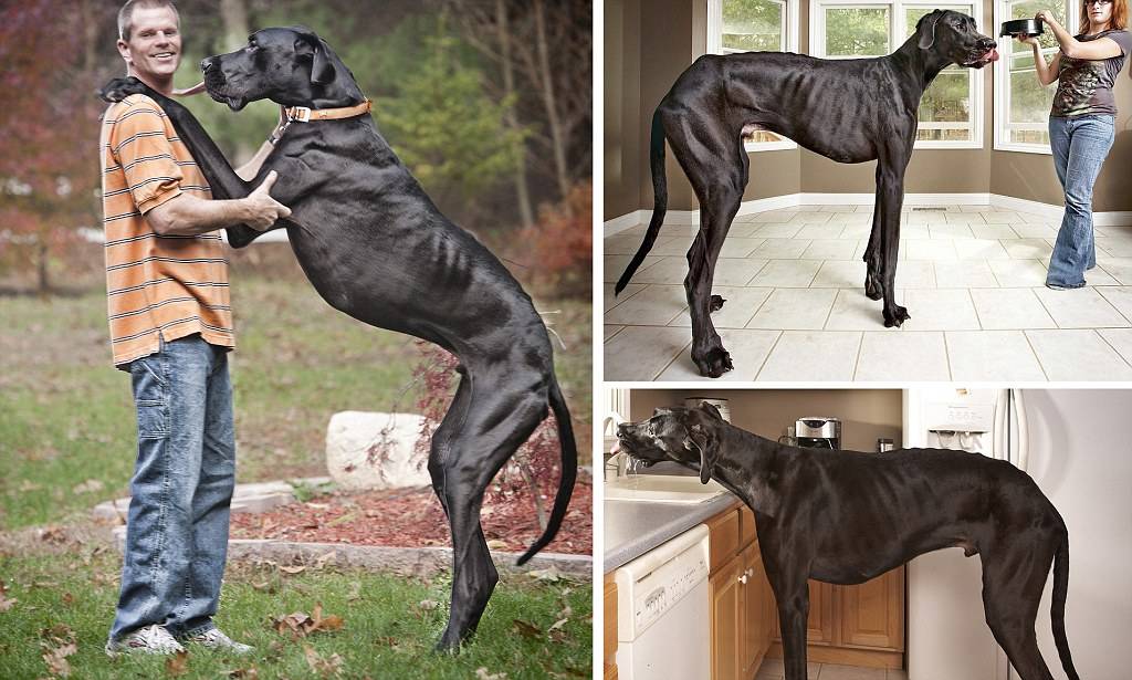 Самые большие собаки в мире (55 фото): названия пород огромных собак. какие размеры у самого гигантского пса на земле? очень мохнатые породистые собаки