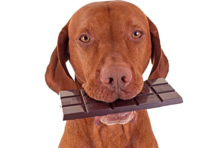 Отравление шоколадом у собак - симптомы, первая помощь и лечение - petstime.ru
