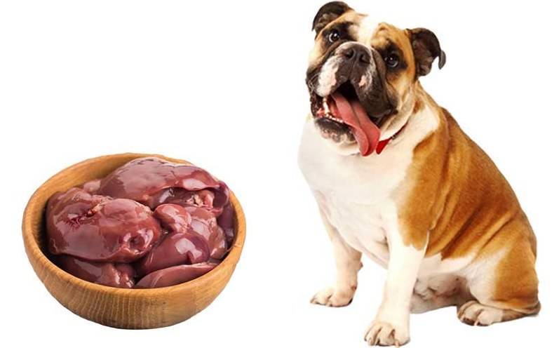 Можно ли давать собаке сырое мясо: правила потребления | блог ветклиники "беланта"