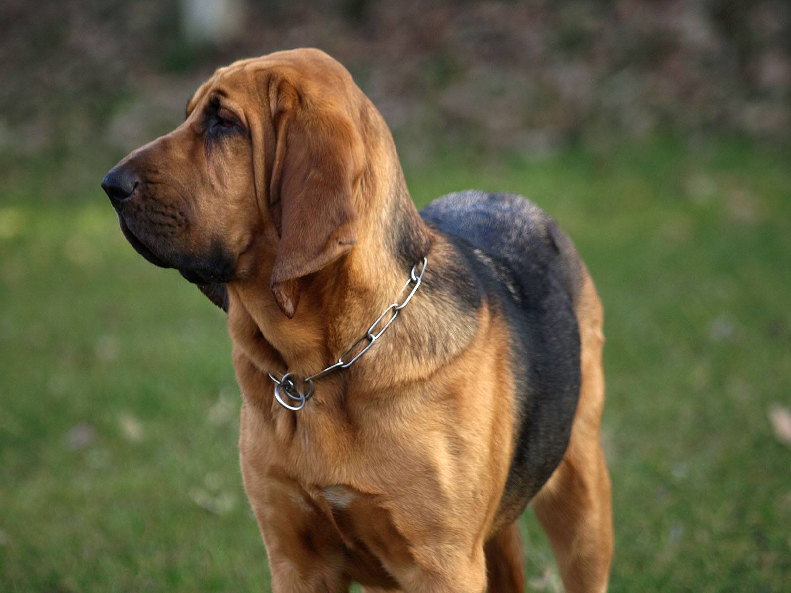 Порода собак бладхаунд: фото, видео, описание