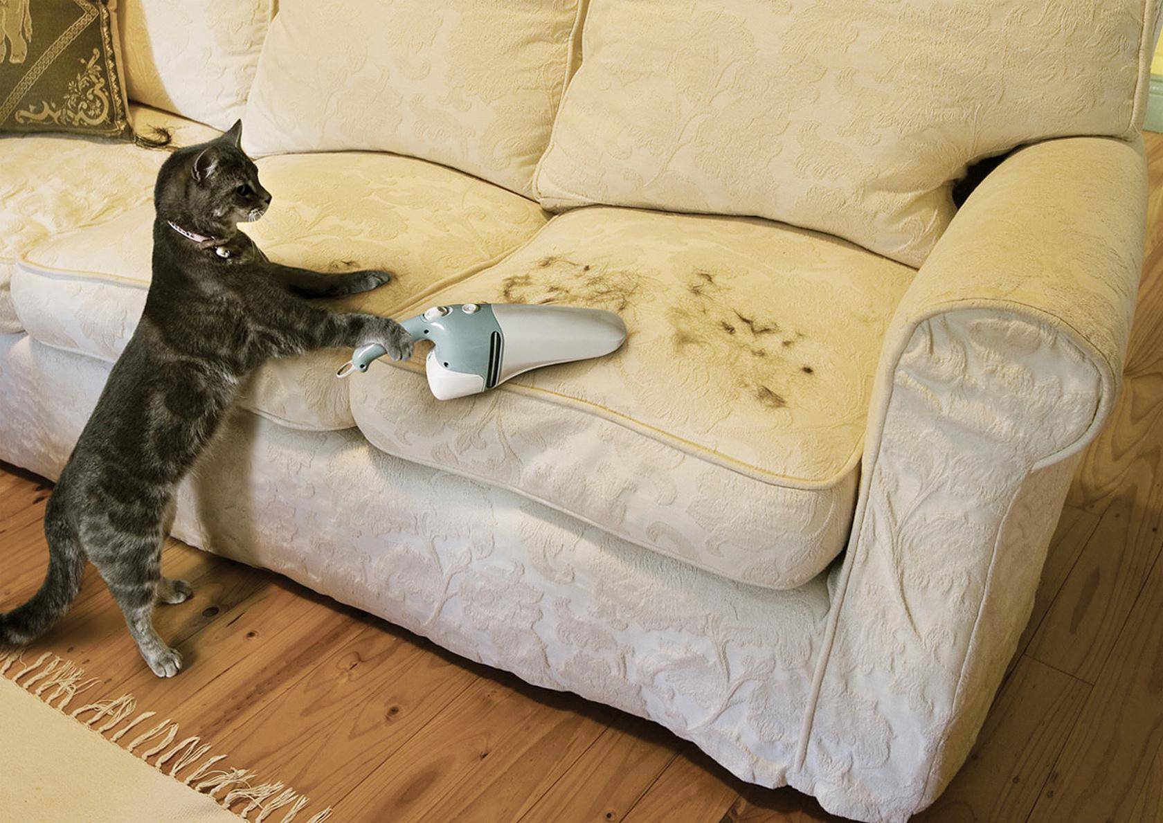 Как сохранить ремонт в квартире, если у домашних животных свое понятие о комфорте