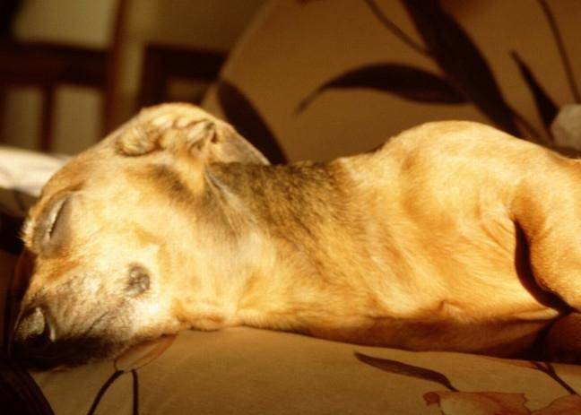 Чумка у собак – симптомы, лечение, профилактика, последствия