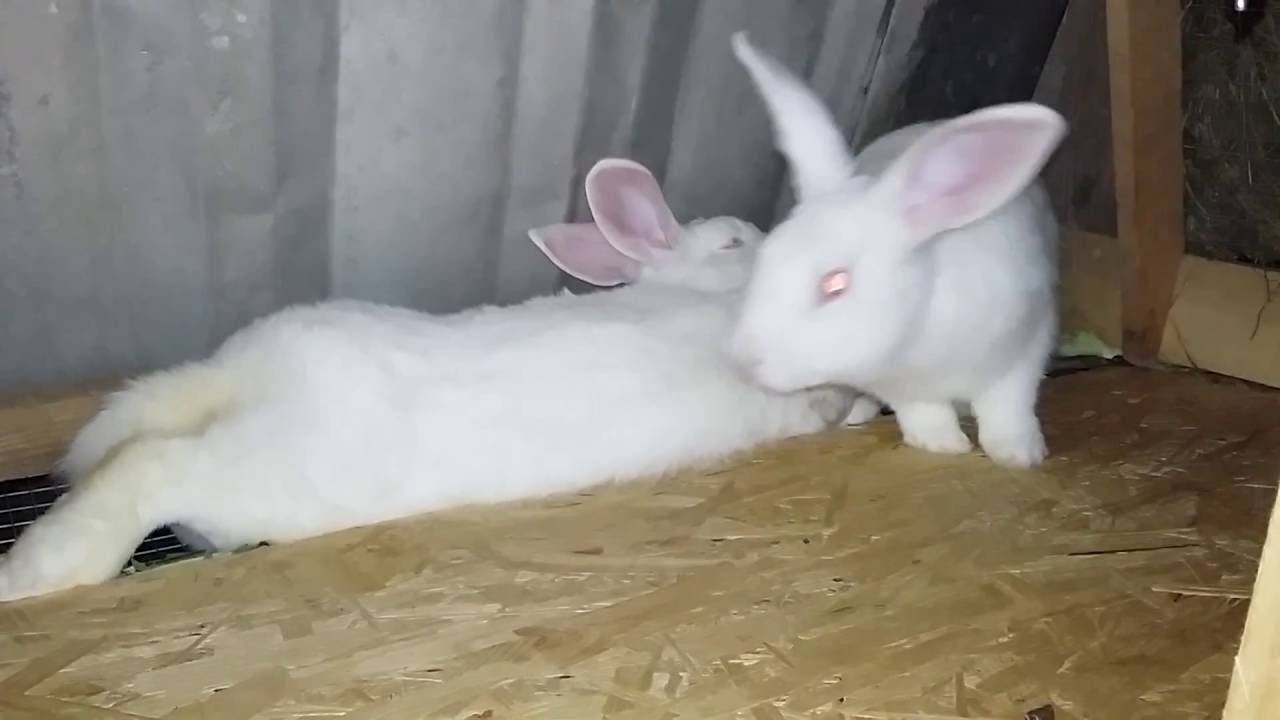 Технология спаривания кроликов