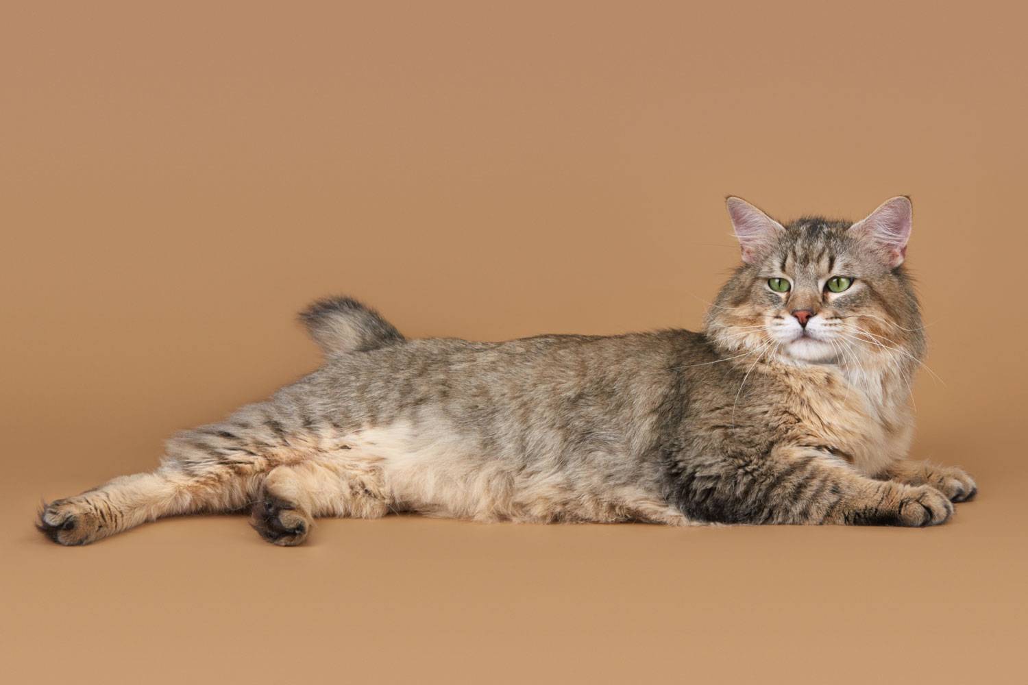 Пиксибоб: особенности и история породы, характер и уход за кошкой, фото, отзывы владельцев, выбор котенка